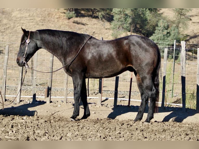 American Quarter Horse Wallach 12 Jahre 152 cm Roan-Blue in Paicines CA