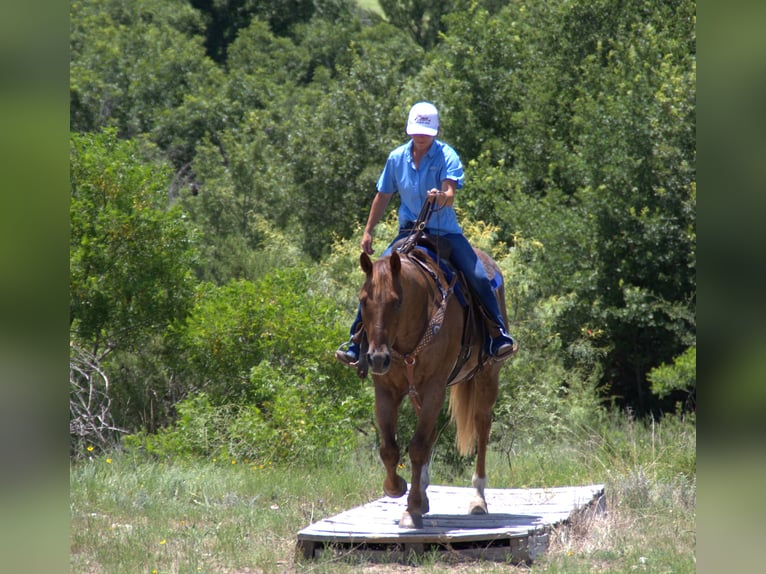 American Quarter Horse Wallach 12 Jahre 152 cm Roan-Red in Stephenville