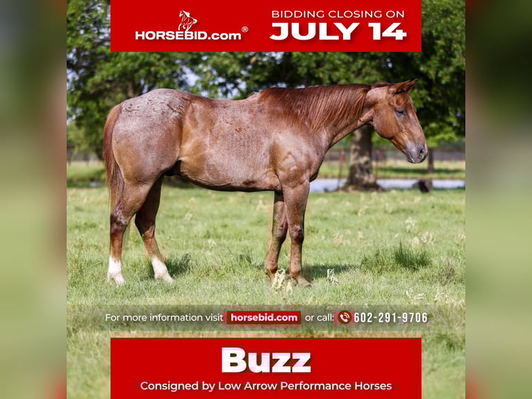 American Quarter Horse Wallach 12 Jahre 152 cm Roan-Red in Stephenville