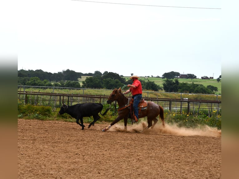 American Quarter Horse Wallach 12 Jahre 152 cm Roan-Red in Stephenville