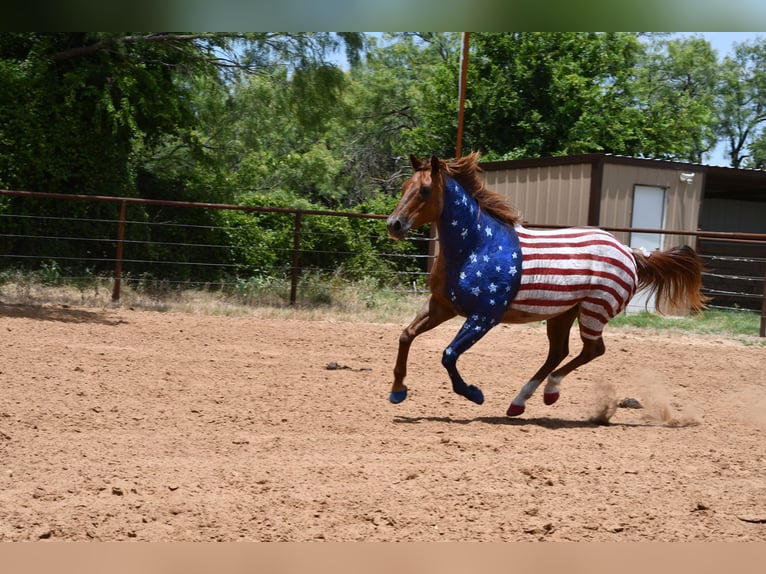 American Quarter Horse Wallach 12 Jahre 152 cm Roan-Red in Stephenville