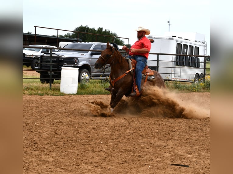 American Quarter Horse Wallach 12 Jahre 152 cm Roan-Red in Stephenville