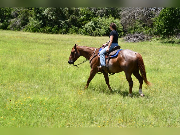 American Quarter Horse Wallach 12 Jahre 152 cm Roan-Red in Stephenville