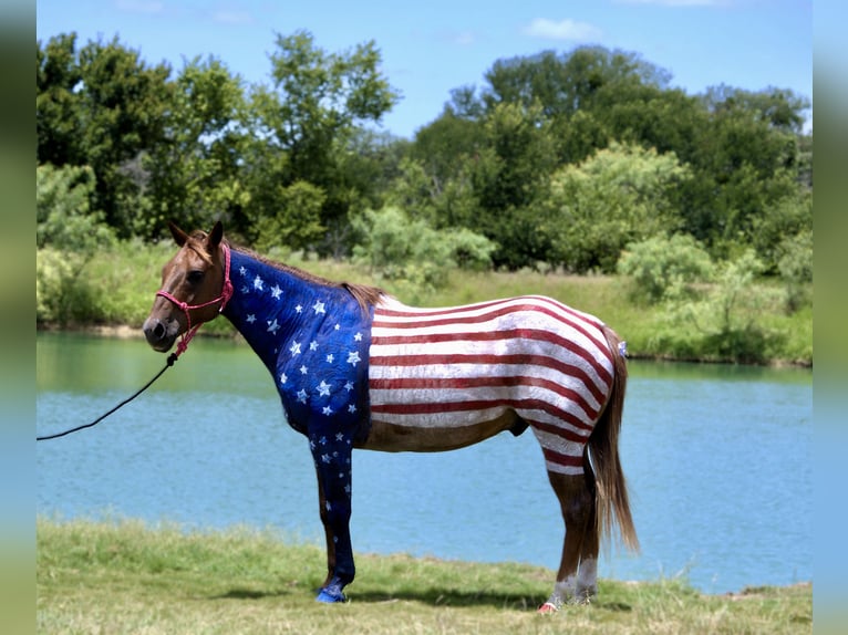 American Quarter Horse Wallach 12 Jahre 152 cm Roan-Red in Stephenville