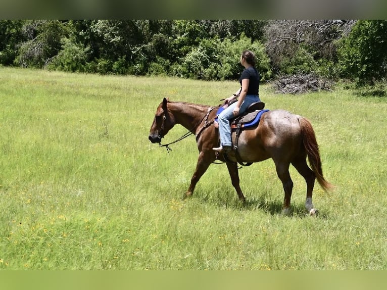 American Quarter Horse Wallach 12 Jahre 152 cm Roan-Red in Stephenville