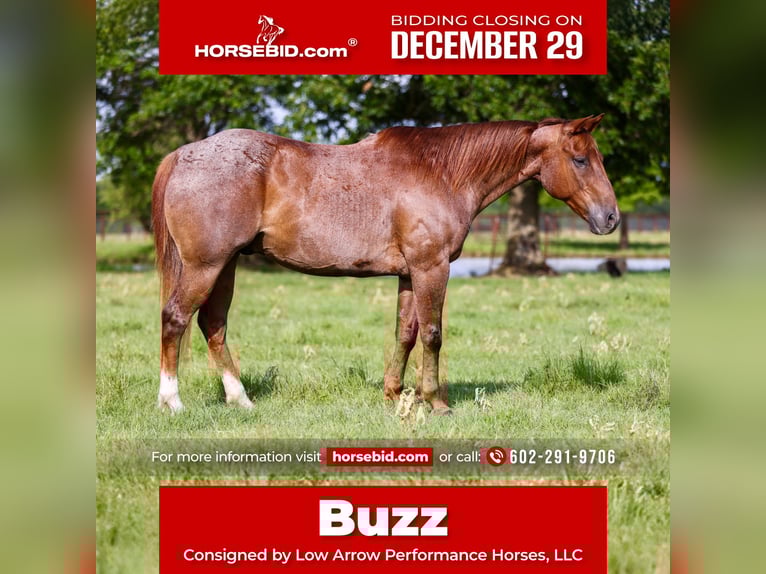 American Quarter Horse Wallach 12 Jahre 152 cm Roan-Red in Stephenville