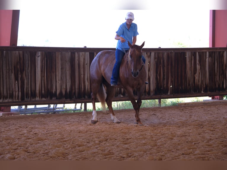 American Quarter Horse Wallach 12 Jahre 152 cm Roan-Red in Stephenville