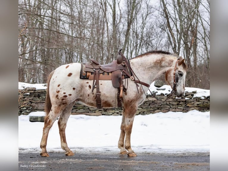 American Quarter Horse Wallach 12 Jahre 152 cm Roan-Red in Everette PA