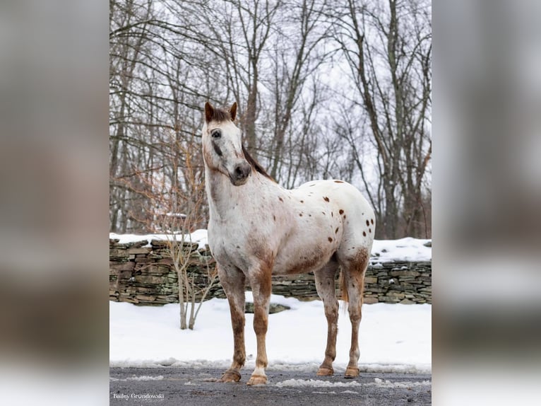 American Quarter Horse Wallach 12 Jahre 152 cm Roan-Red in Everette PA