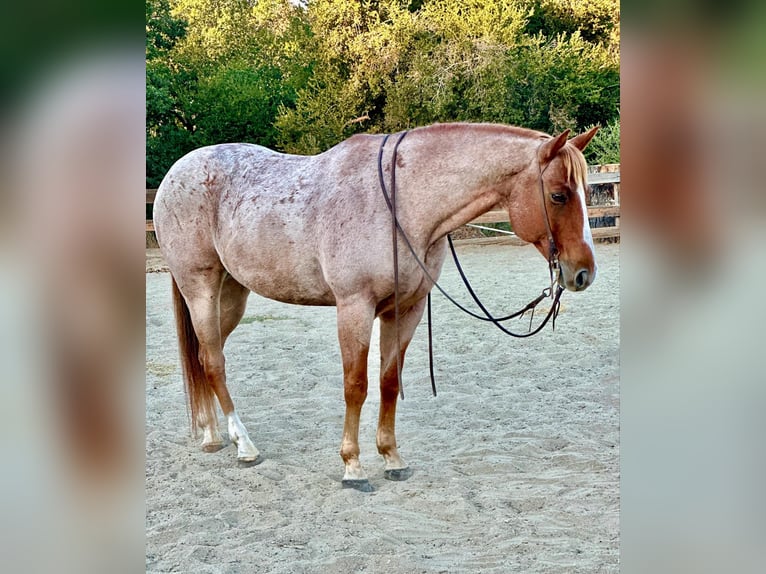 American Quarter Horse Wallach 12 Jahre 152 cm Roan-Red in Bitterwater CA