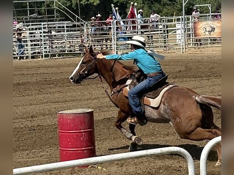 American Quarter Horse Wallach 12 Jahre 152 cm Roan-Red in Shippenville, PA