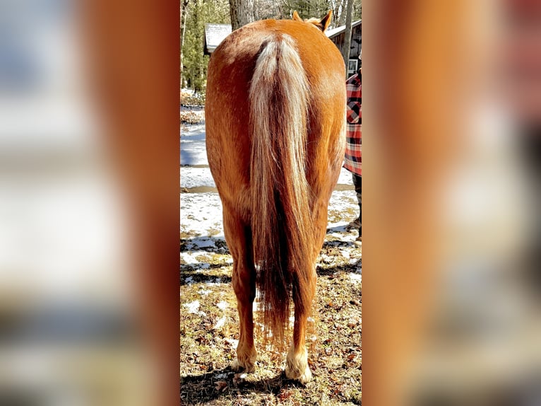 American Quarter Horse Wallach 12 Jahre 152 cm Roan-Red in Shippenville, PA
