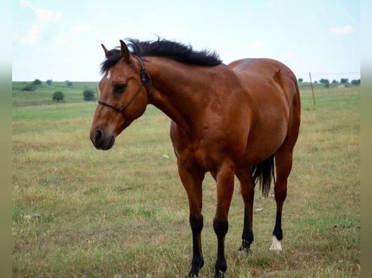 American Quarter Horse Wallach 12 Jahre 152 cm Rotbrauner in Canton TX