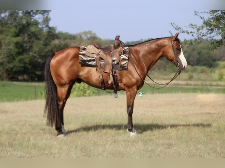 American Quarter Horse Wallach 12 Jahre 152 cm Rotbrauner in Carthage