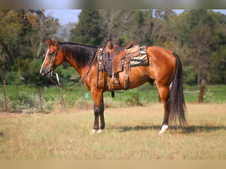 American Quarter Horse Wallach 12 Jahre 152 cm Rotbrauner in Carthage