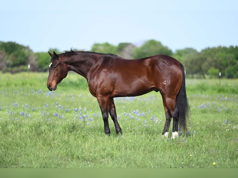 American Quarter Horse Wallach 12 Jahre 152 cm Rotbrauner in Weatherford, TX