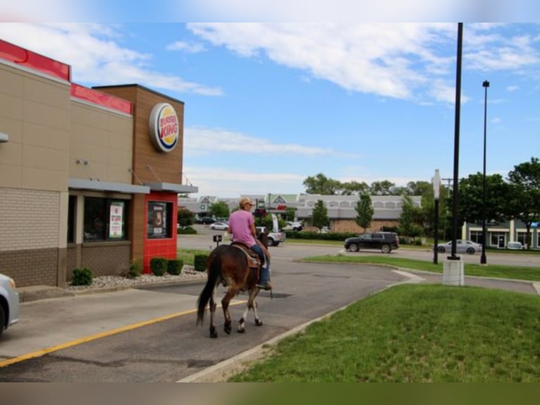 American Quarter Horse Wallach 12 Jahre 152 cm Rotbrauner in Highland MI