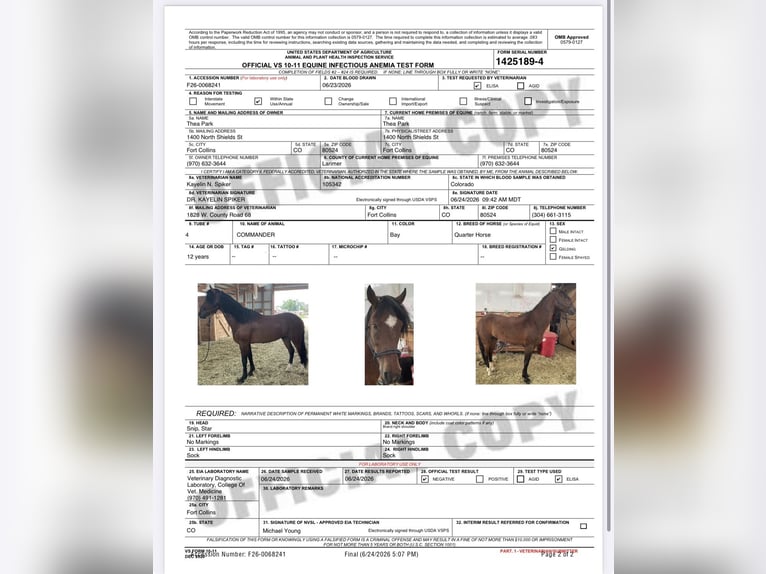 American Quarter Horse Wallach 12 Jahre 152 cm Rotbrauner in Fort Collins