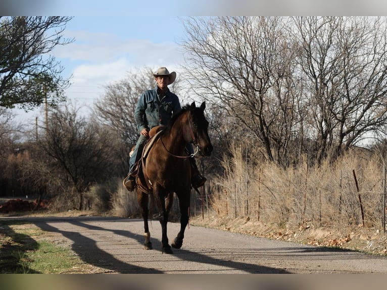 American Quarter Horse Wallach 12 Jahre 152 cm Rotbrauner in Camp Verde AZ