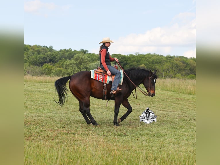 American Quarter Horse Mix Wallach 12 Jahre 152 cm Rotbrauner in Mount Vernon