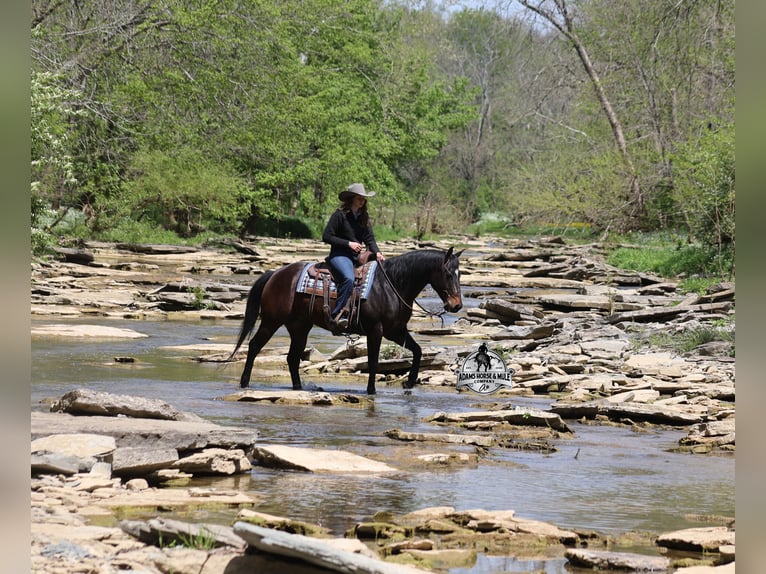 American Quarter Horse Mix Wallach 12 Jahre 152 cm Rotbrauner in Mount Vernon