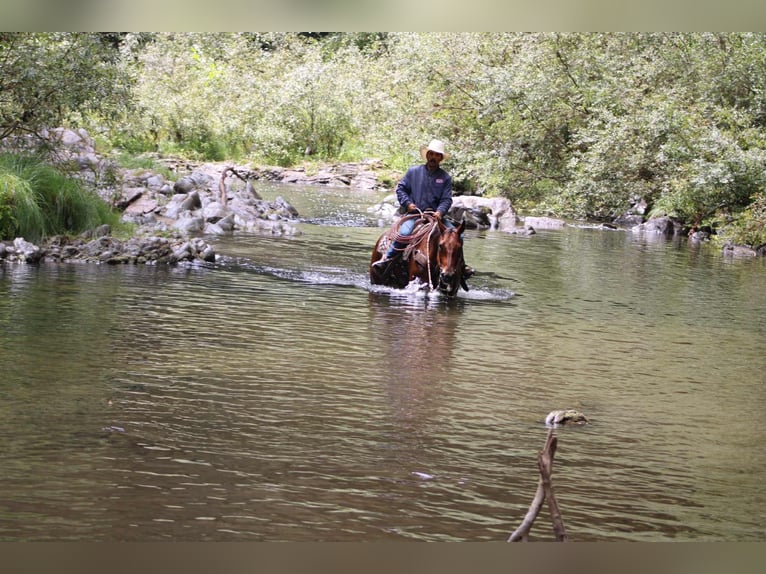 American Quarter Horse Wallach 12 Jahre 152 cm Rotbrauner in Paicines CA