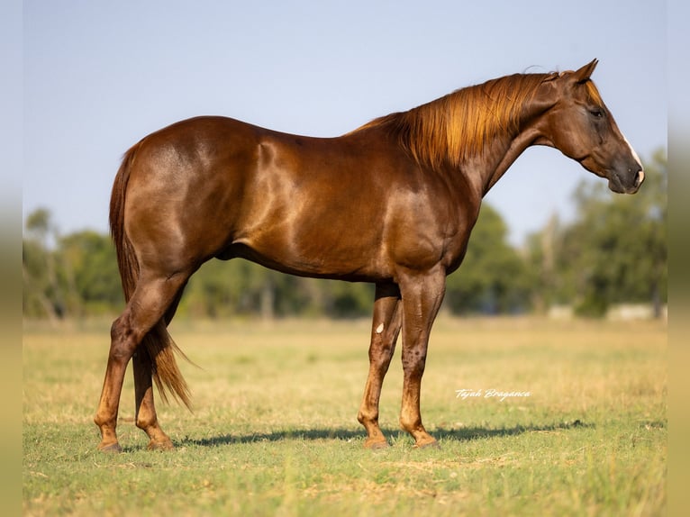 American Quarter Horse Wallach 12 Jahre 152 cm Rotfuchs in Crescent
