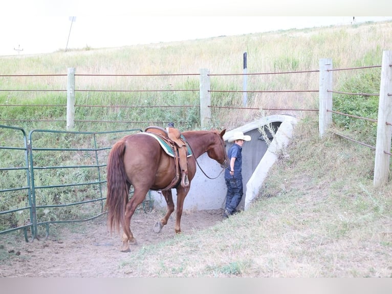American Quarter Horse Wallach 12 Jahre 152 cm Rotfuchs in Ripley