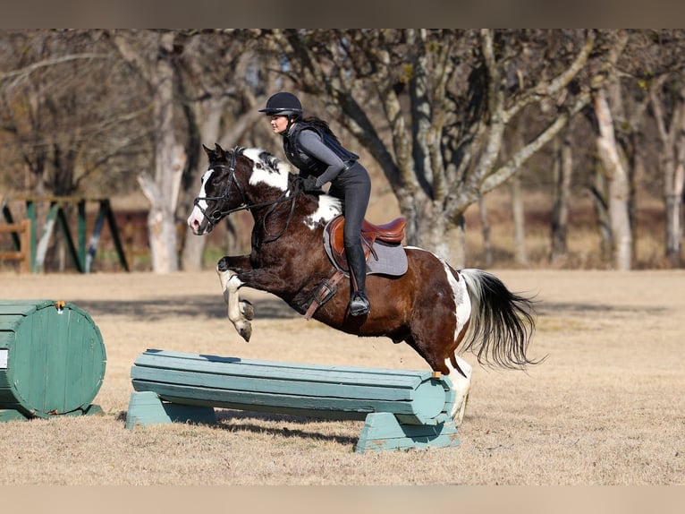 American Quarter Horse Wallach 12 Jahre 152 cm Schecke in Forney
