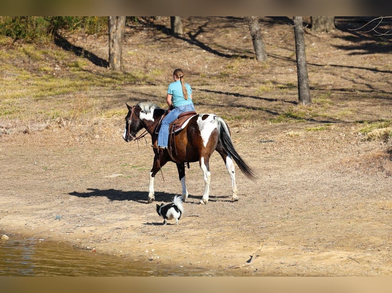 American Quarter Horse Wallach 12 Jahre 152 cm Schecke in Forney