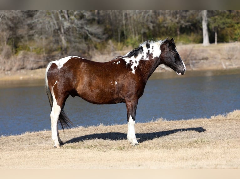 American Quarter Horse Wallach 12 Jahre 152 cm Schecke in Forney