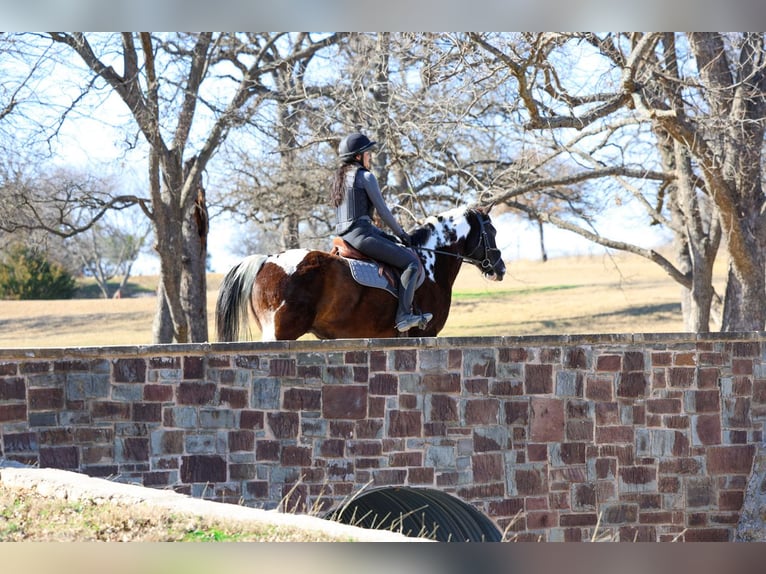 American Quarter Horse Wallach 12 Jahre 152 cm Schecke in Forney