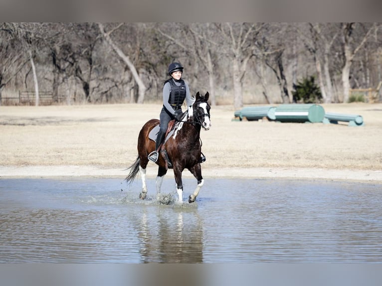American Quarter Horse Wallach 12 Jahre 152 cm Schecke in Forney