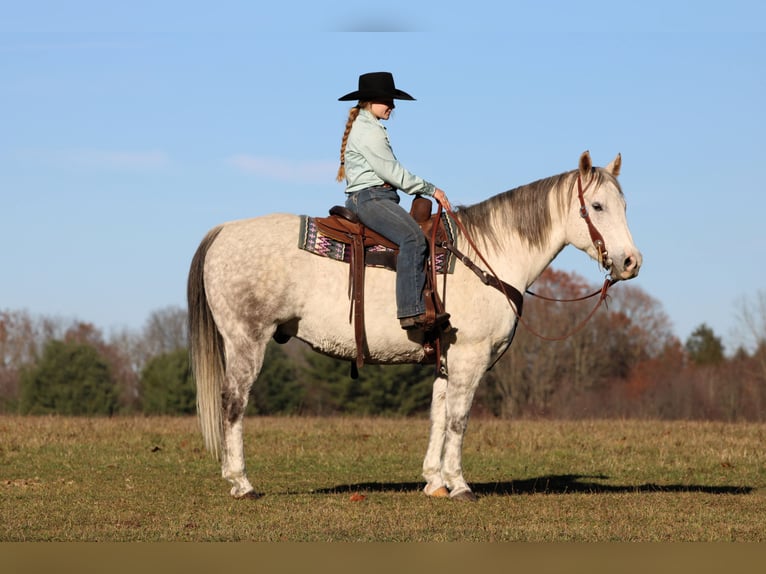 American Quarter Horse Wallach 12 Jahre 152 cm Schimmel in Clarion
