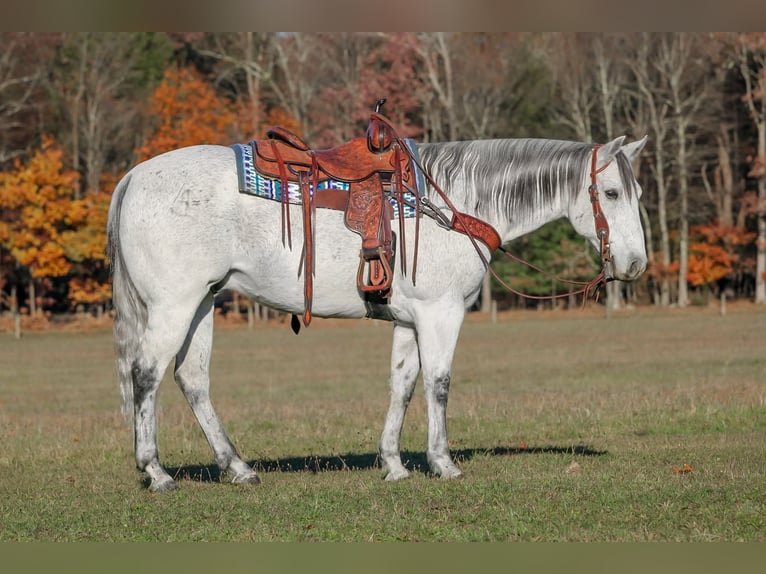 American Quarter Horse Wallach 12 Jahre 152 cm Schimmel in Clarion