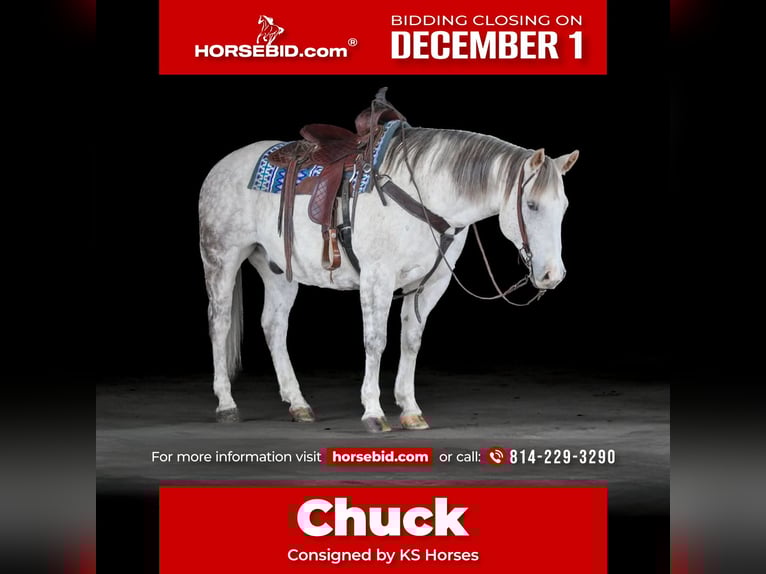 American Quarter Horse Wallach 12 Jahre 152 cm Schimmel in Clarion