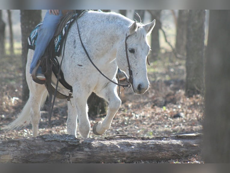 American Quarter Horse Wallach 12 Jahre 152 cm Schimmel in Plano
