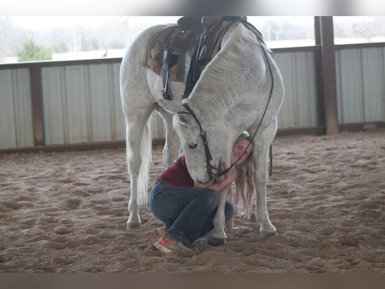 American Quarter Horse Wallach 12 Jahre 152 cm Schimmel in Plano