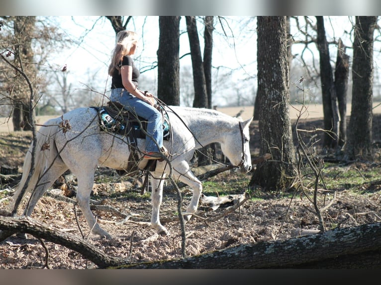 American Quarter Horse Wallach 12 Jahre 152 cm Schimmel in Plano
