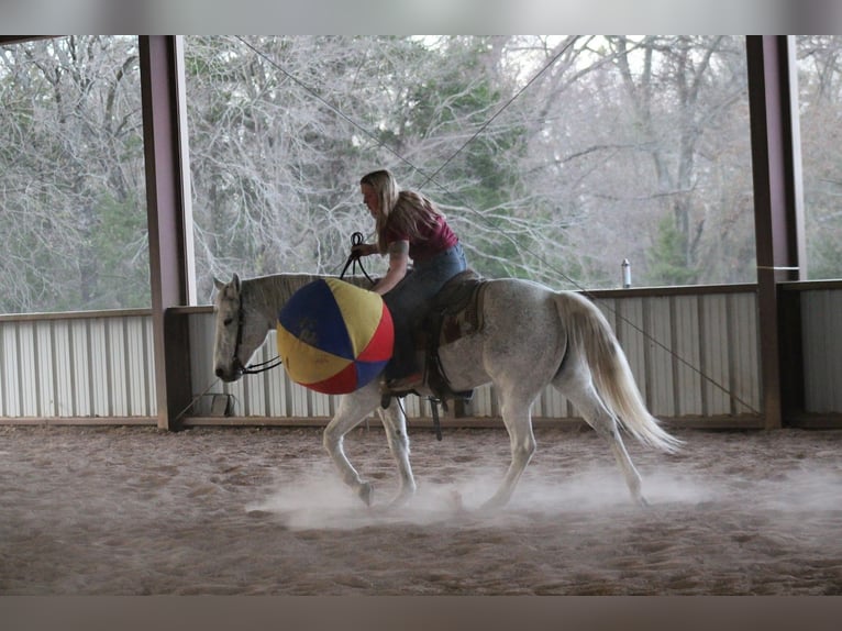 American Quarter Horse Wallach 12 Jahre 152 cm Schimmel in Plano