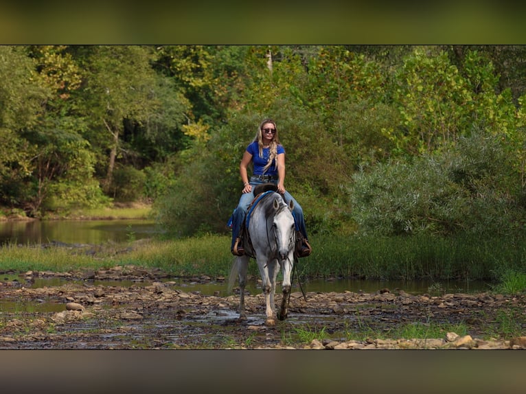 American Quarter Horse Wallach 12 Jahre 152 cm Schimmel in Quitman