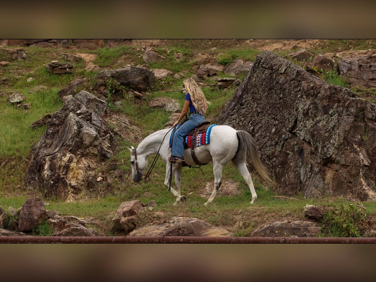 American Quarter Horse Wallach 12 Jahre 152 cm Schimmel in Quitman
