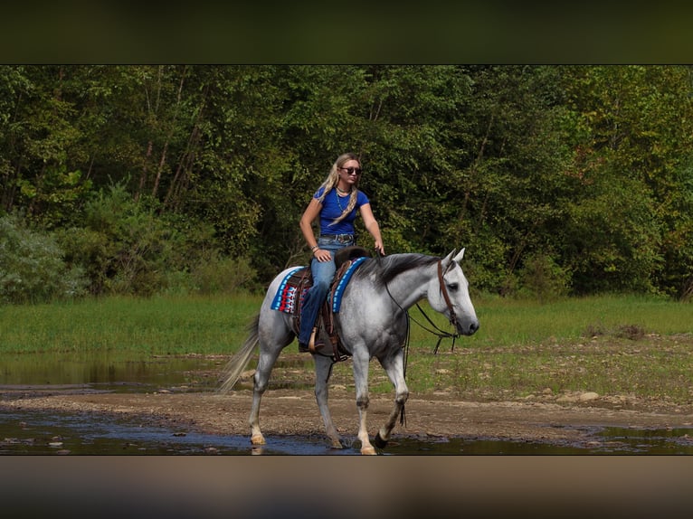 American Quarter Horse Wallach 12 Jahre 152 cm Schimmel in Quitman