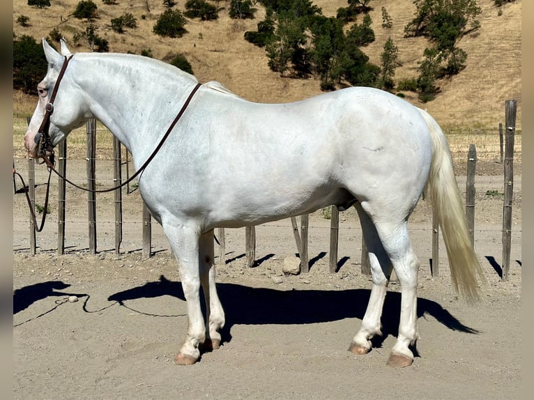 American Quarter Horse Wallach 12 Jahre 152 cm Schimmel in Bitterwater CA