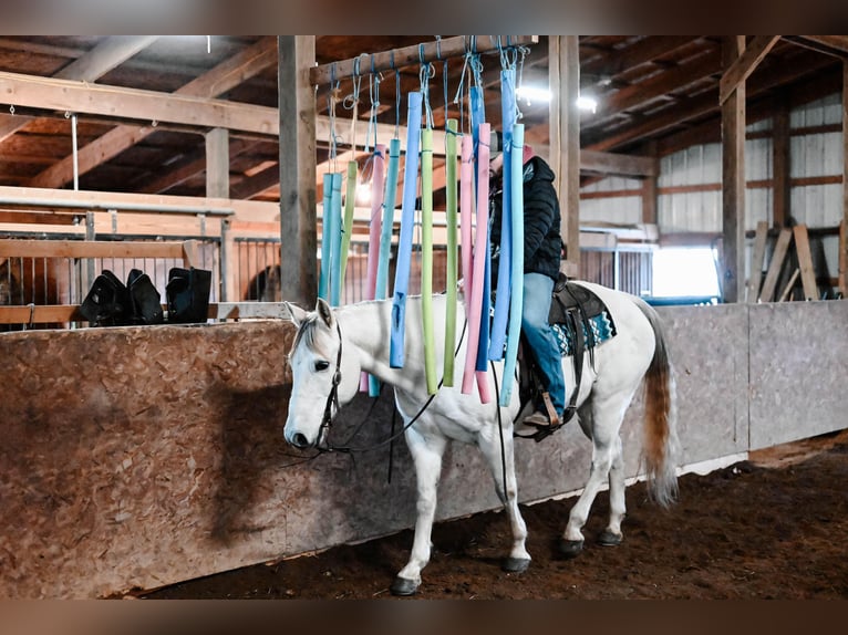American Quarter Horse Wallach 12 Jahre 152 cm Schimmel in Dalton, OH