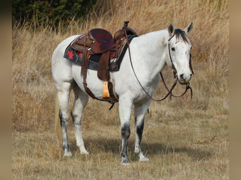 American Quarter Horse Wallach 12 Jahre 152 cm Schimmel in Mineral Wells TX