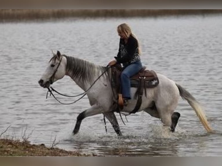 American Quarter Horse Wallach 12 Jahre 152 cm Schimmel in Mineral Wells TX