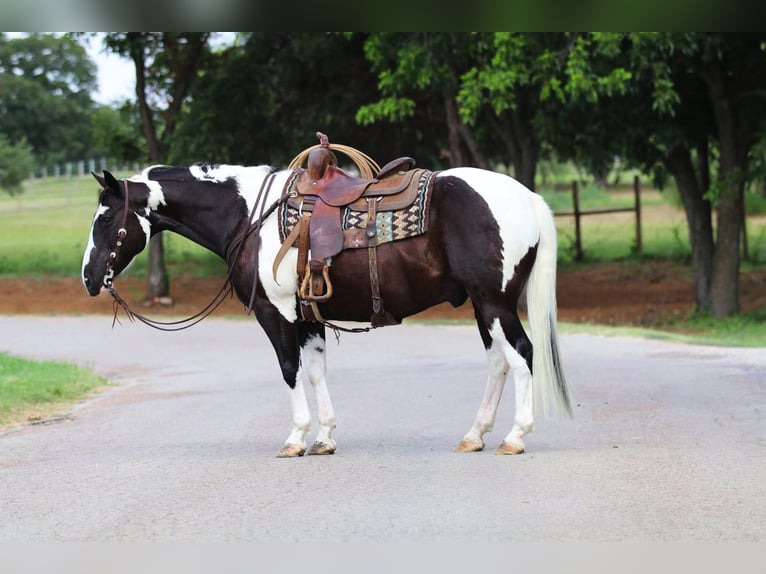 American Quarter Horse Wallach 12 Jahre 152 cm Tobiano-alle-Farben in Cleburne TX