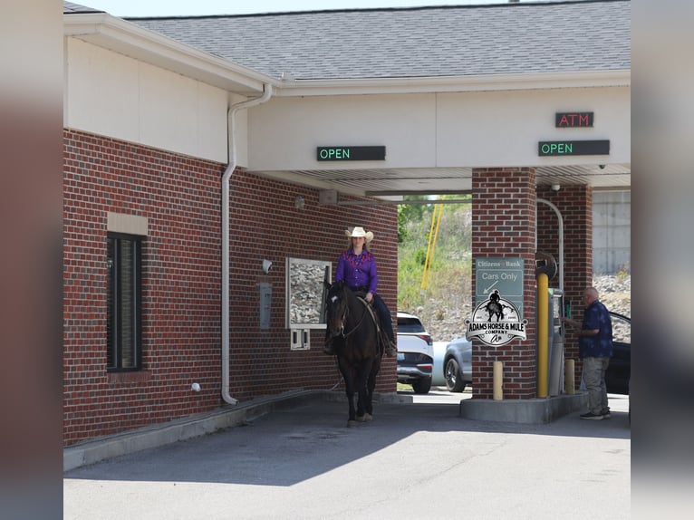 American Quarter Horse Wallach 12 Jahre 152 cm  in Mount Vernon
