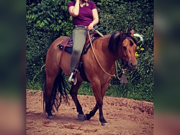 American Quarter Horse Wallach 12 Jahre 153 cm Falbe in Herschweiler-Pettersheim